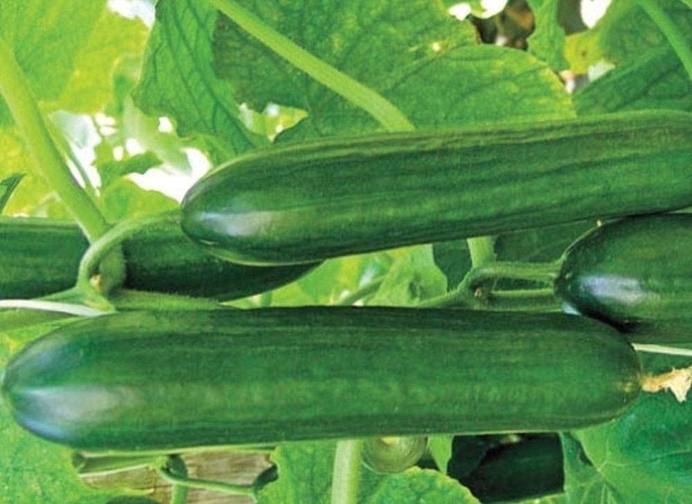 Amiga Cucumbers