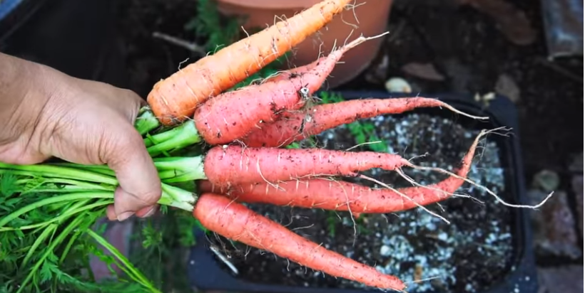 Atomic Red Carrots