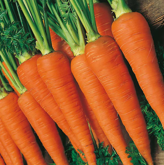 Autumn King Carrots