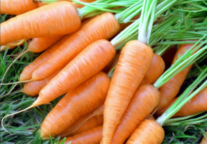 Bolero Carrots