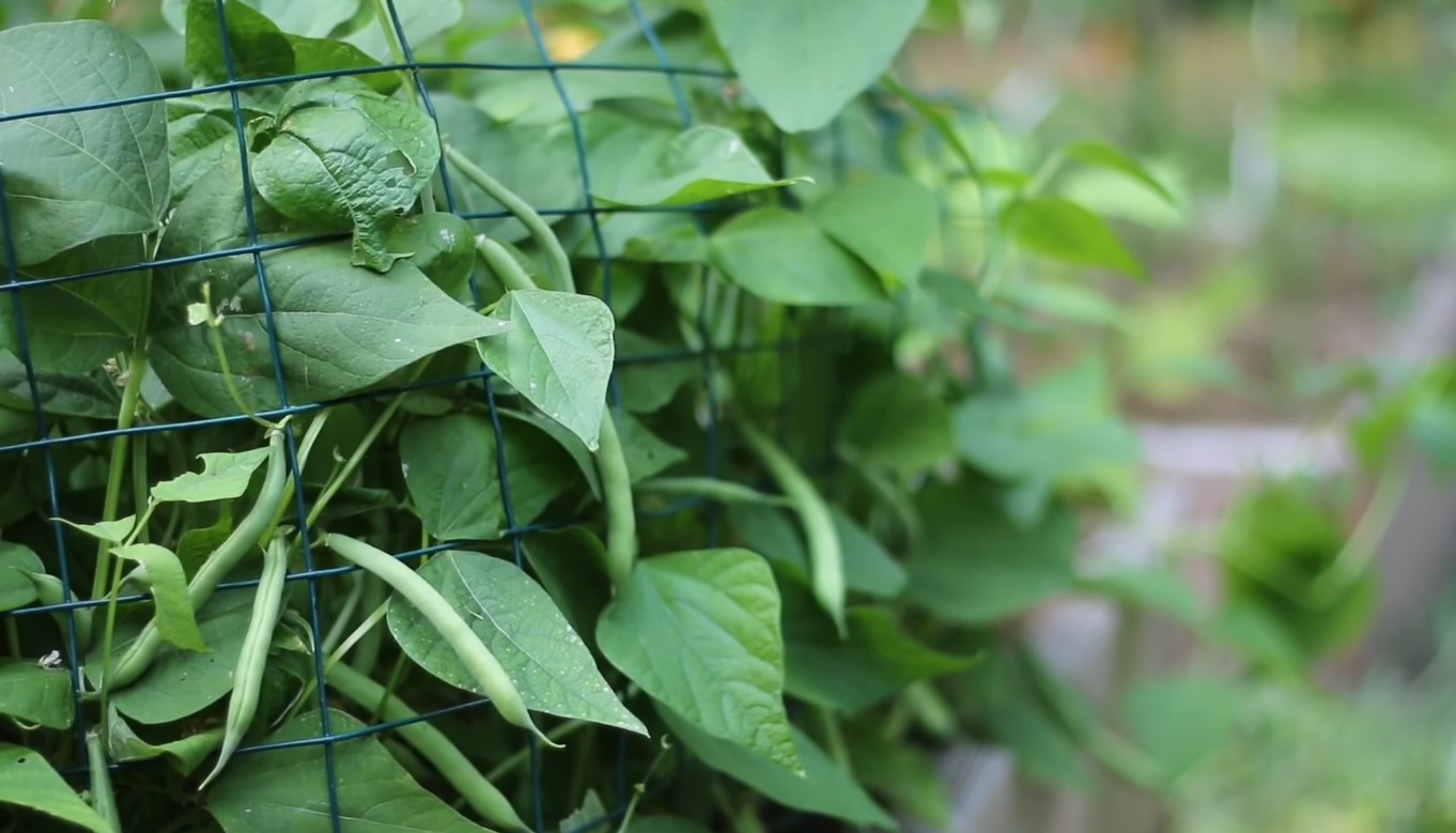 Bush Green Beans