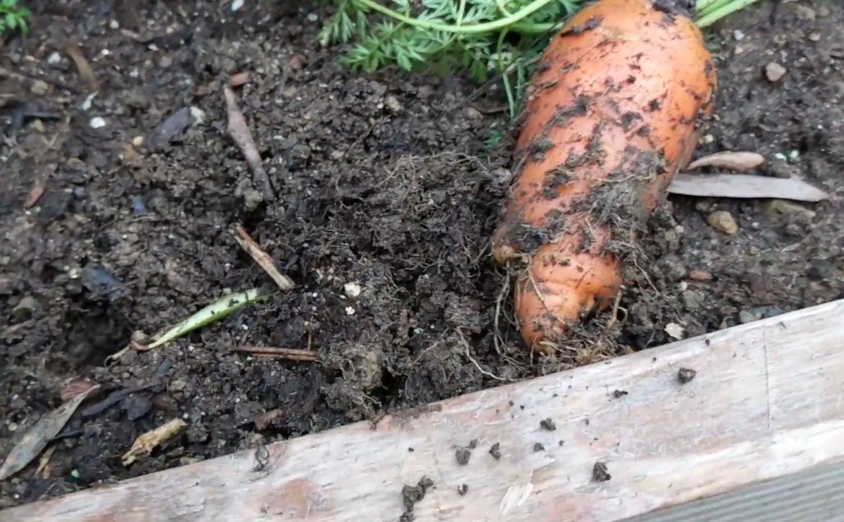 Chantenay Carrot