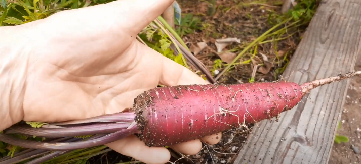 Cosmic Purple Carrots 