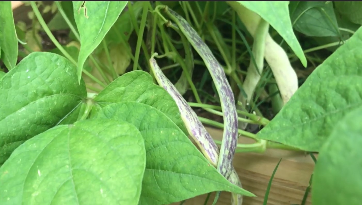 Dragon Tongue beans