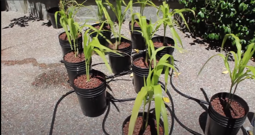 Drainage Hydroponic Corn