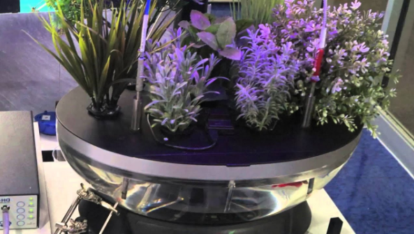 Grow Lavender Herb with a Hydroponic System