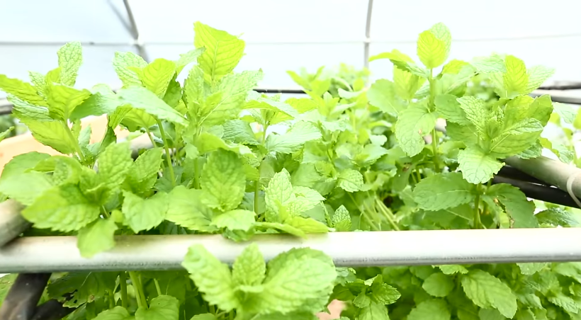 Growing Hydroponic Mint