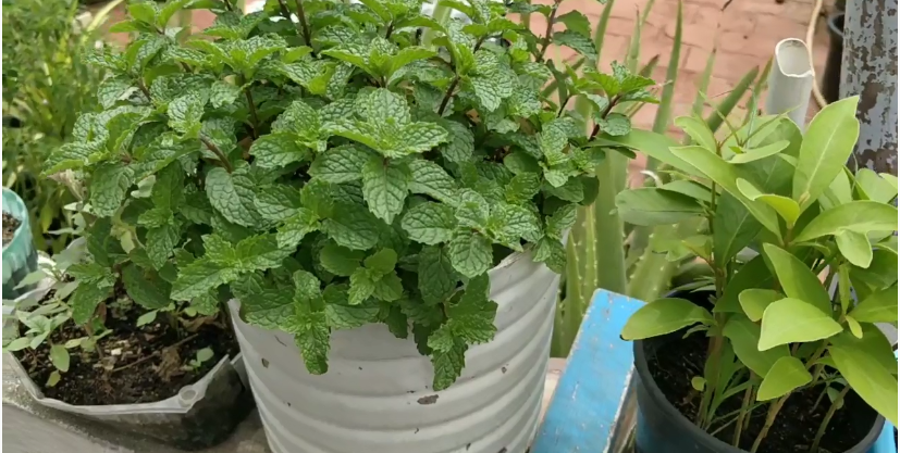 Growing Media for Hydroponic Mint