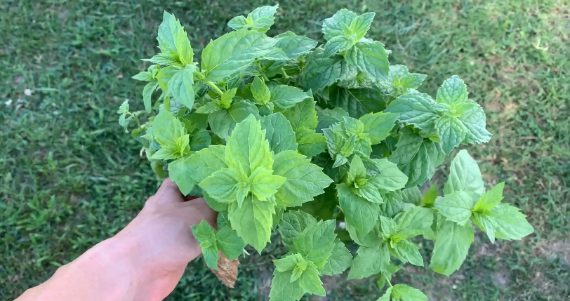 Harvesting Hydroponic Mint