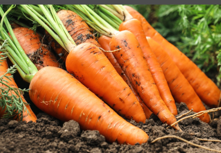 Hercules Carrots