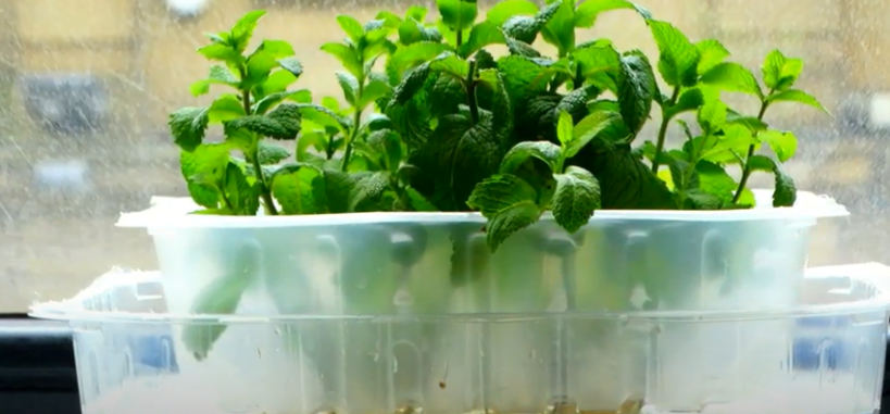 grow hydroponic mint at home?