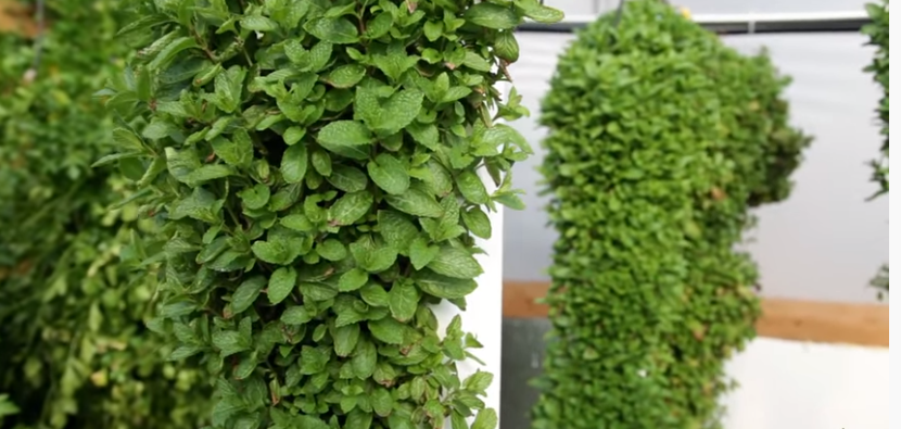 Hydroponic System for Mint