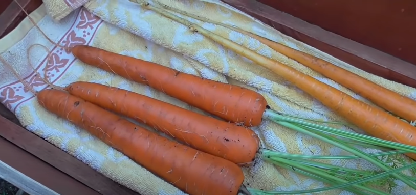 Imperator Carrots