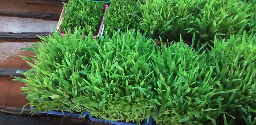 Indoor Hydroponic Corn Garden