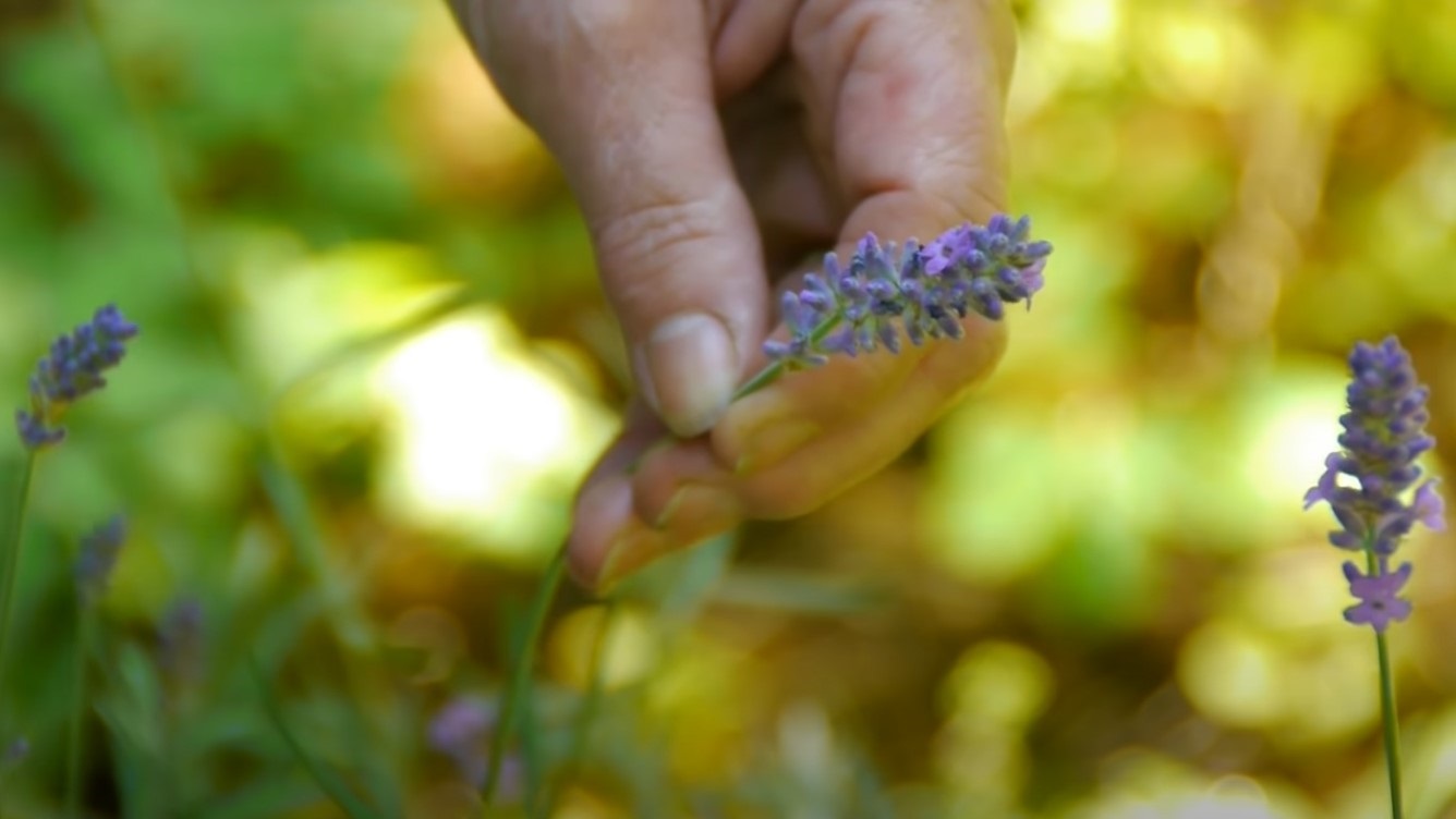 Lavandula Angustifolia