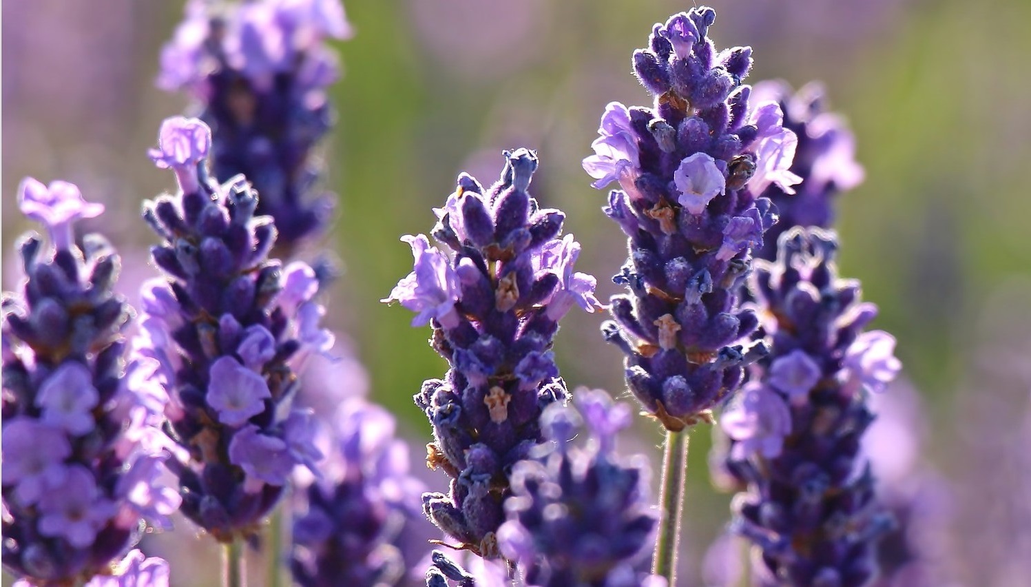 Lavandula Lanata