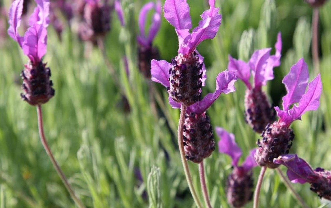 Lavandula Pedunculata