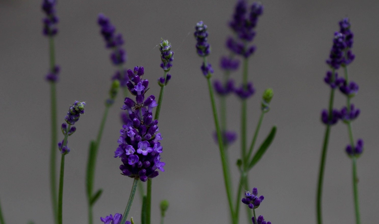 Lavandula Rotundifolia