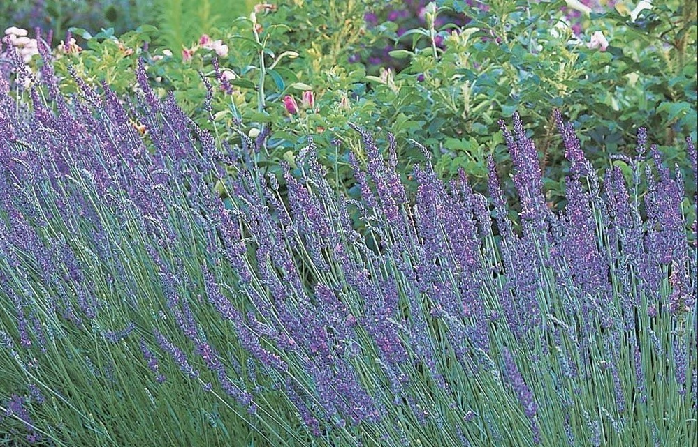 Lavandula X Intermedia