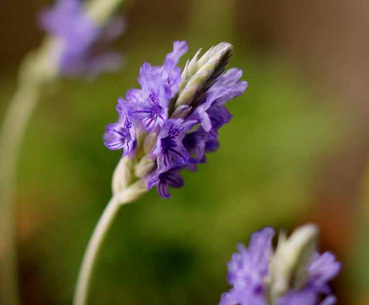 Lavandula multifida Egyptian Lavender2