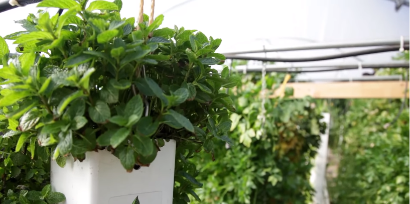 Lighting Hydroponic Mint