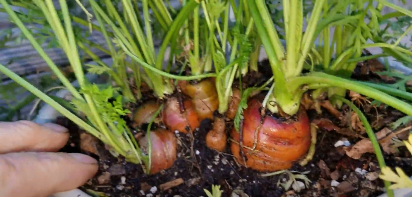 Nantes Carrots