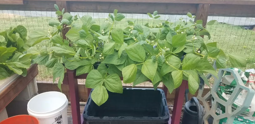 Nutrient Solution for Hydroponic Beans