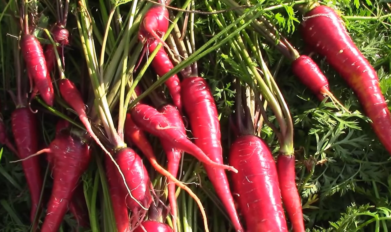 Purple Dragon Carrot