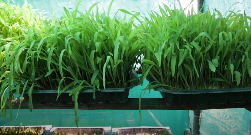 Temperature Hydroponic Corn