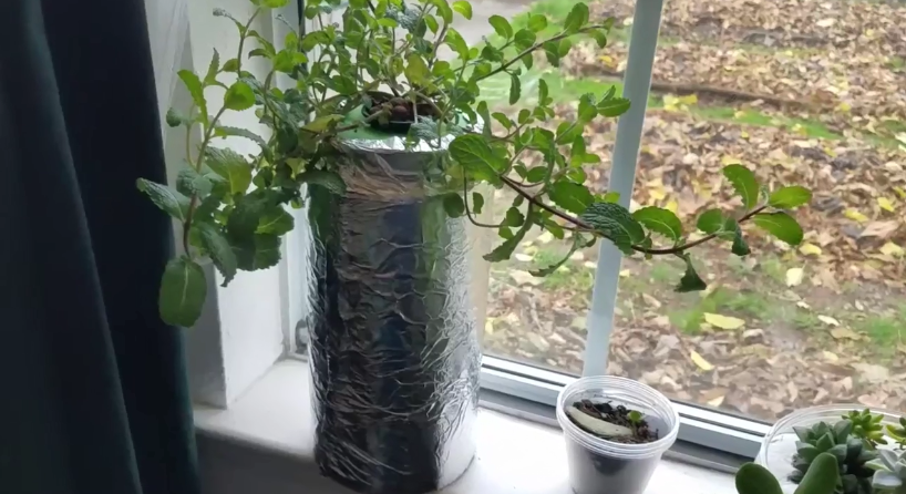 The Humidity Hydroponic Mint