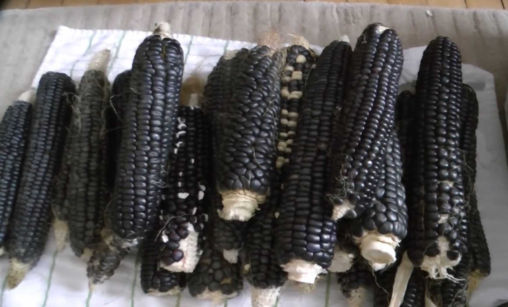 blue hopi corn