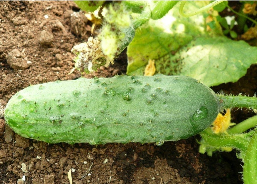 calypso cucumbers