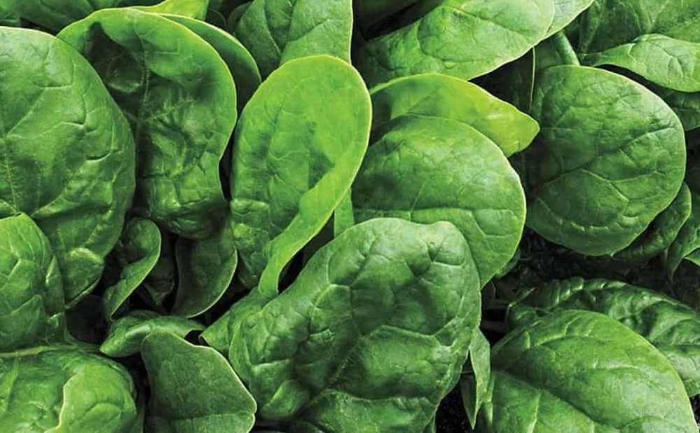 carmel spinach