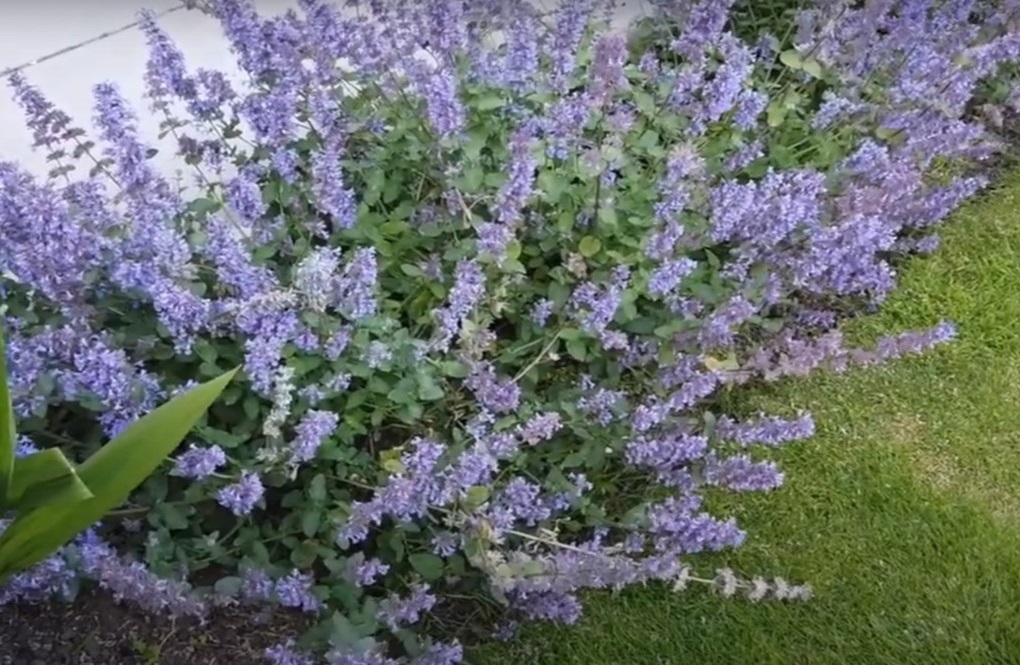 catmint