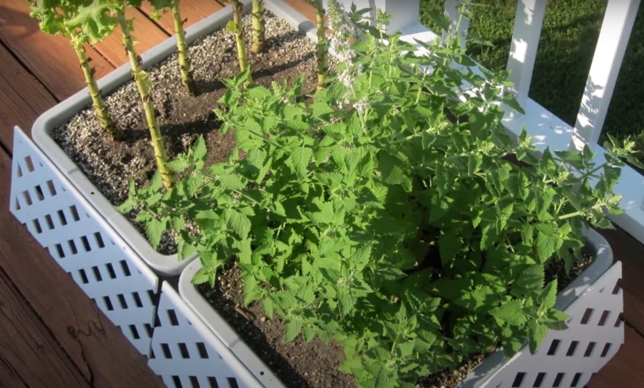 Catnip cultivars are the types of mint plants