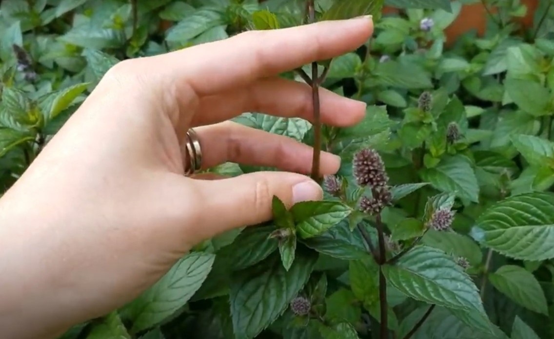 chocolate mint - these types of mint plants have the aroma of chocolate