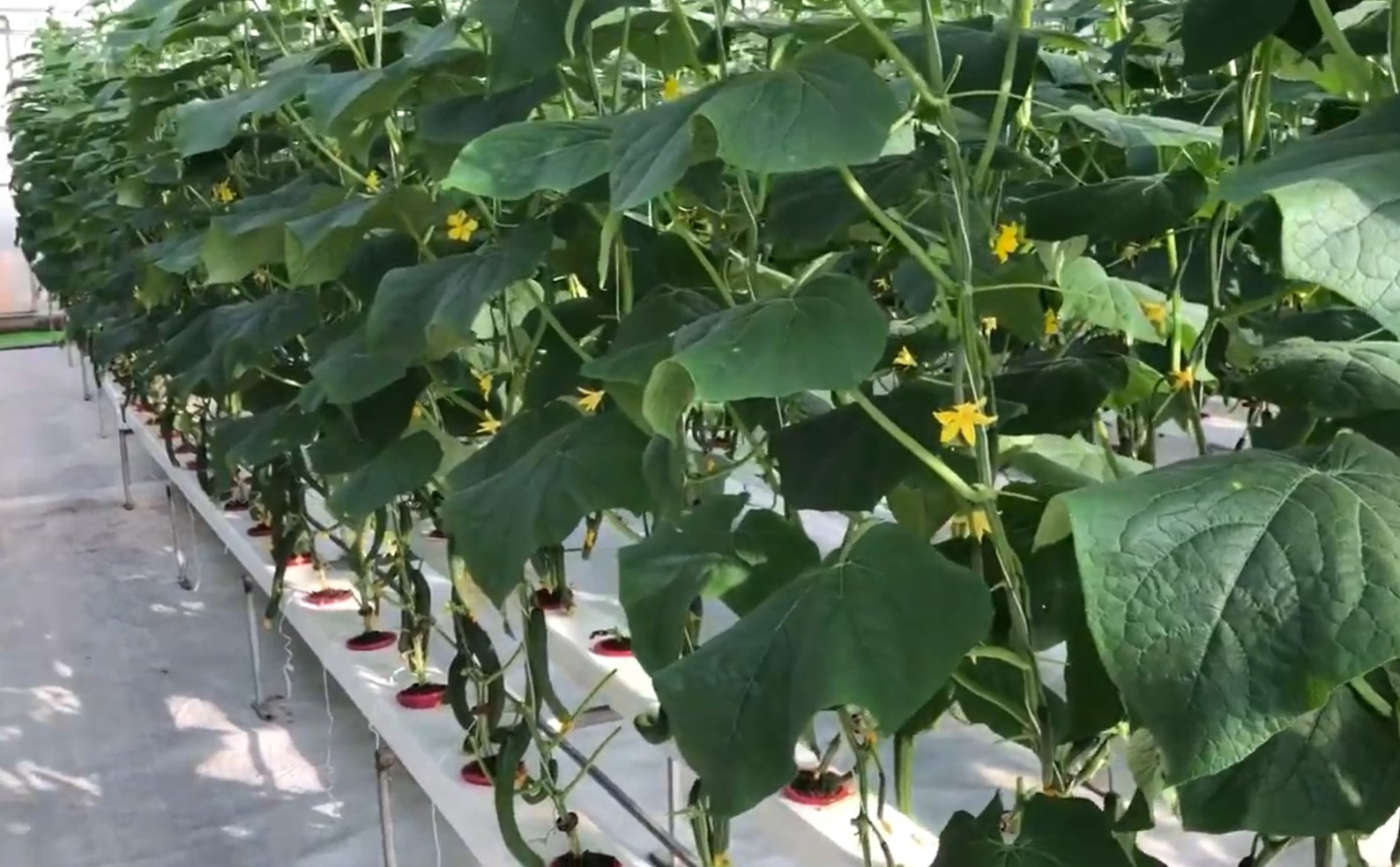 cucumber plant