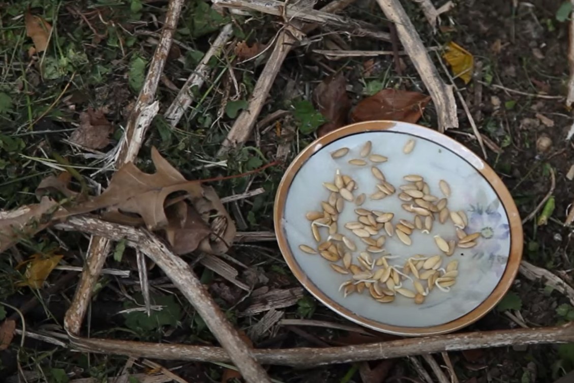 cucumber seed