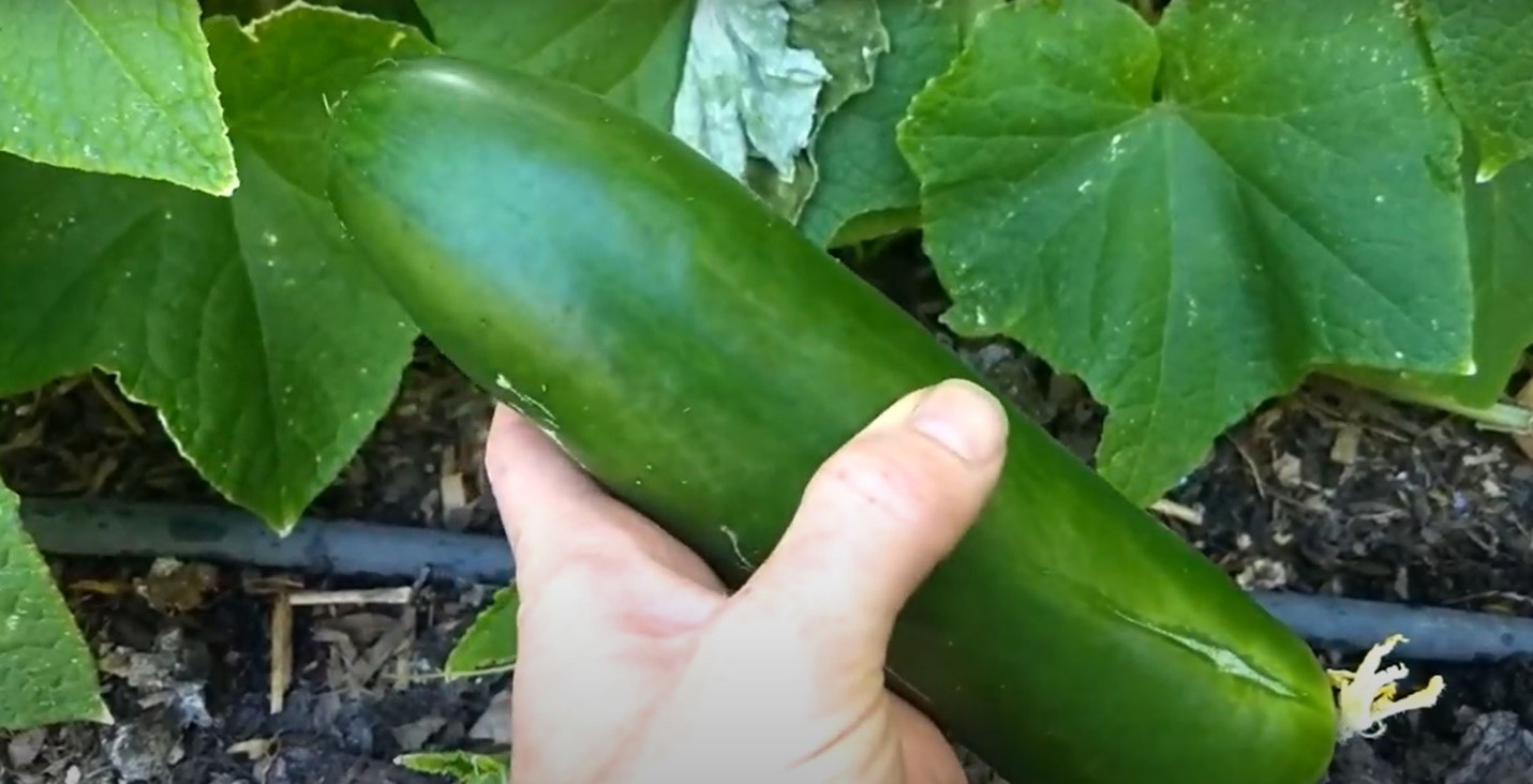 diva cucumbers