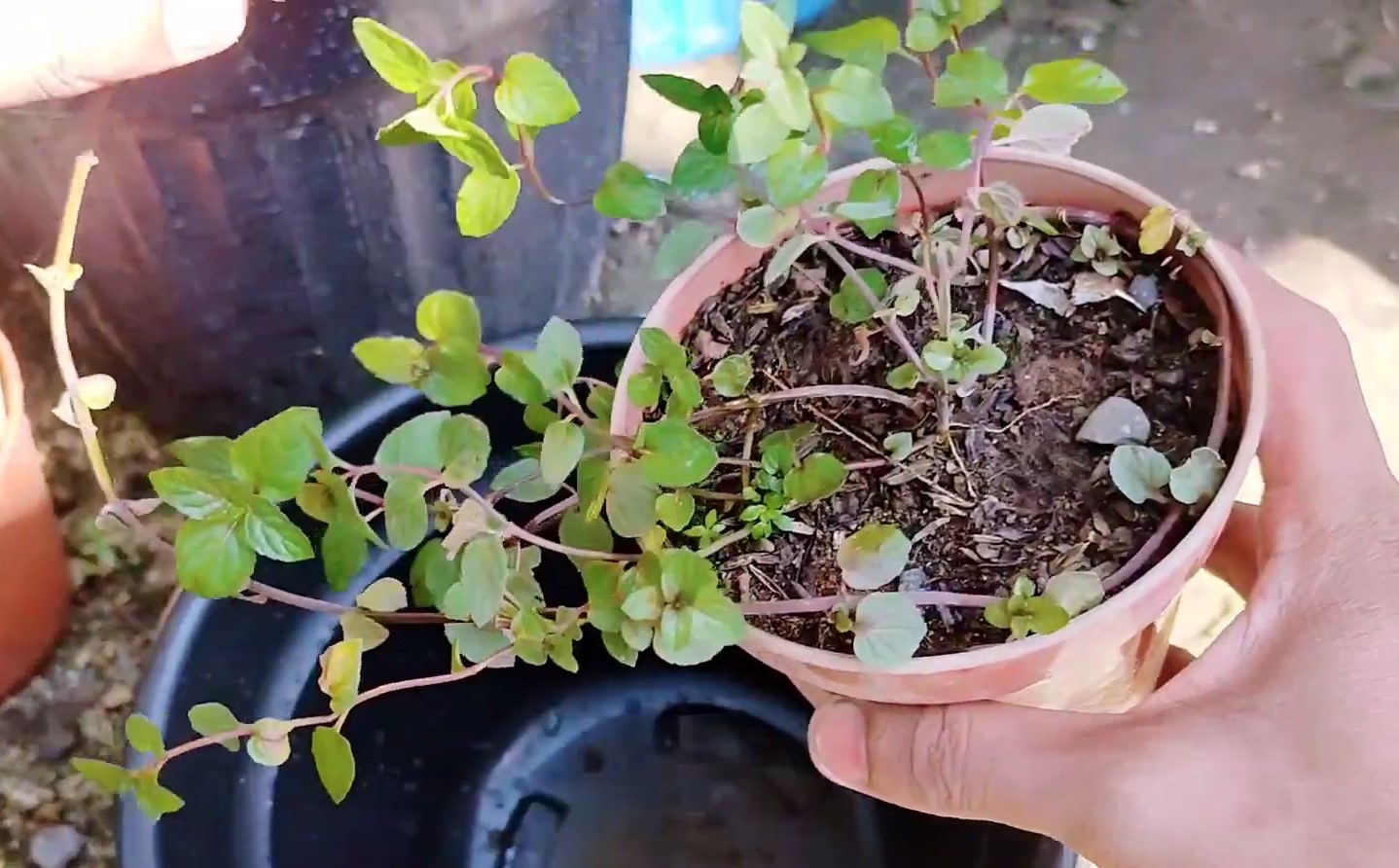 eau de cologne - These types of mint plants are also called orange