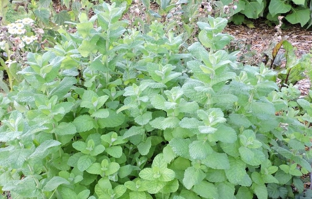 egyptian mint plant