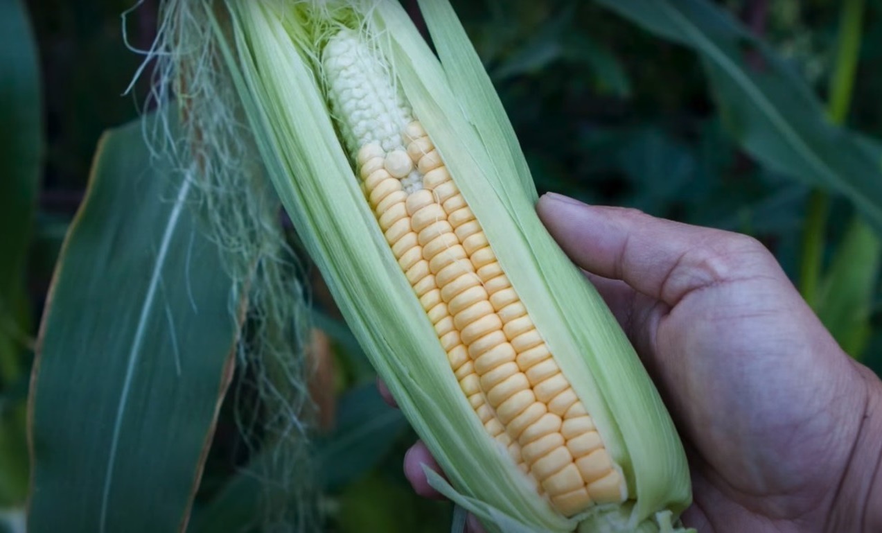 golden bantam corn