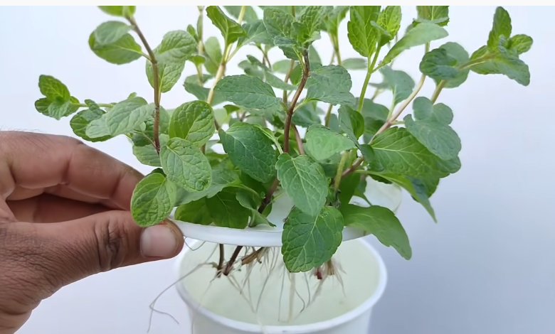 Grow Mint in Just Water