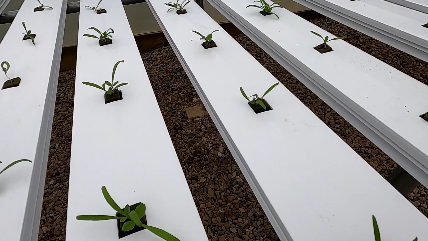 growing hydroponic spinach