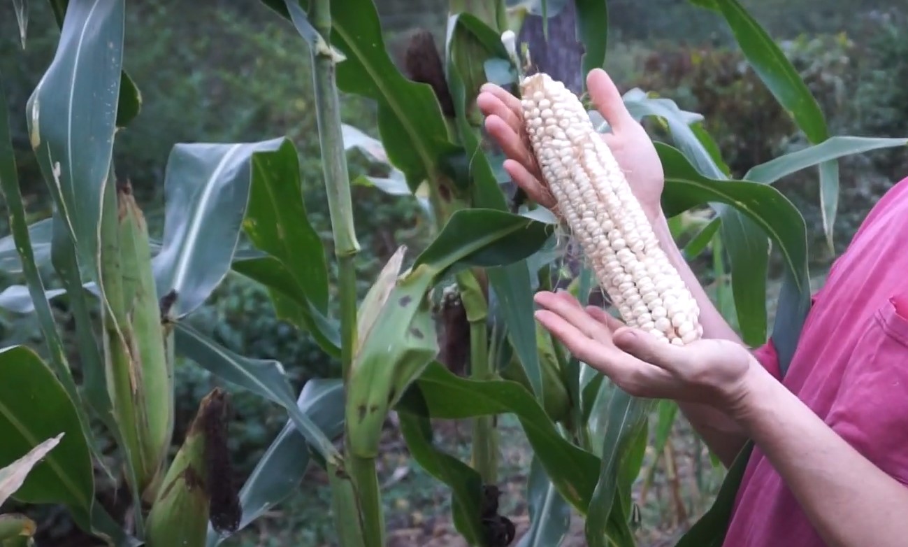 heirloom corn