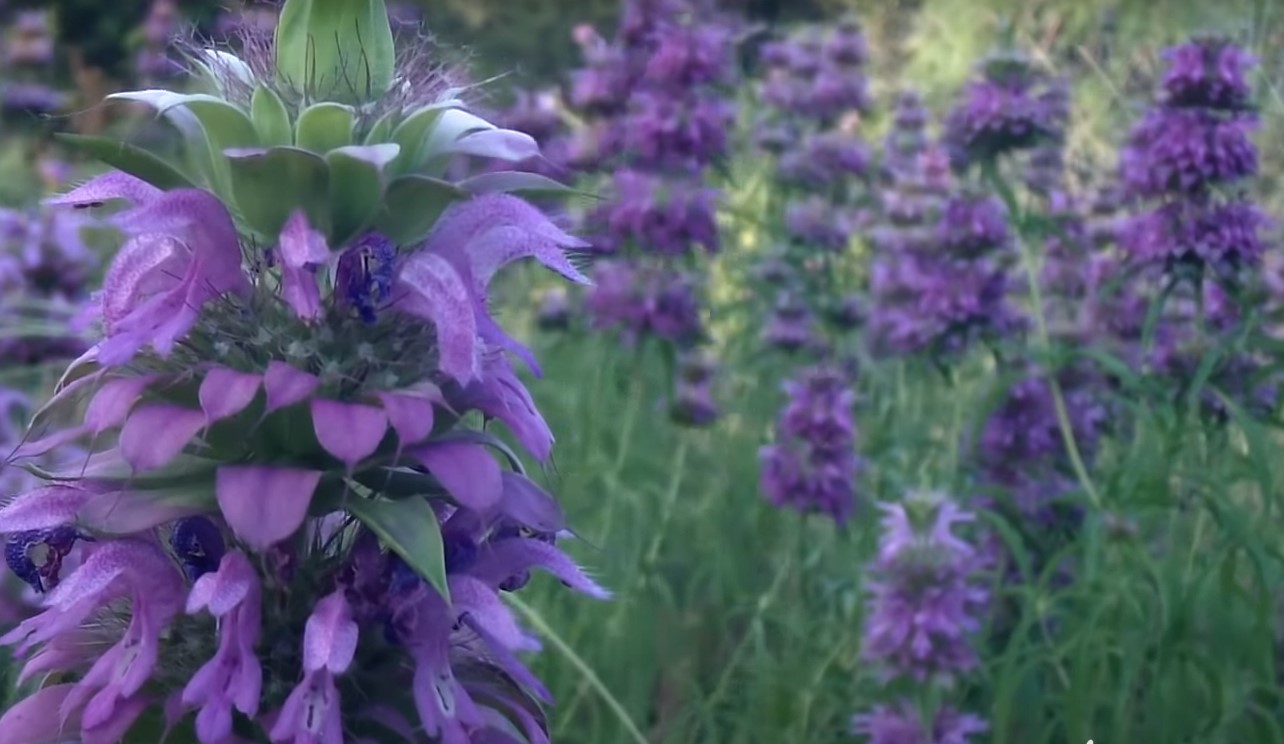 horsemint