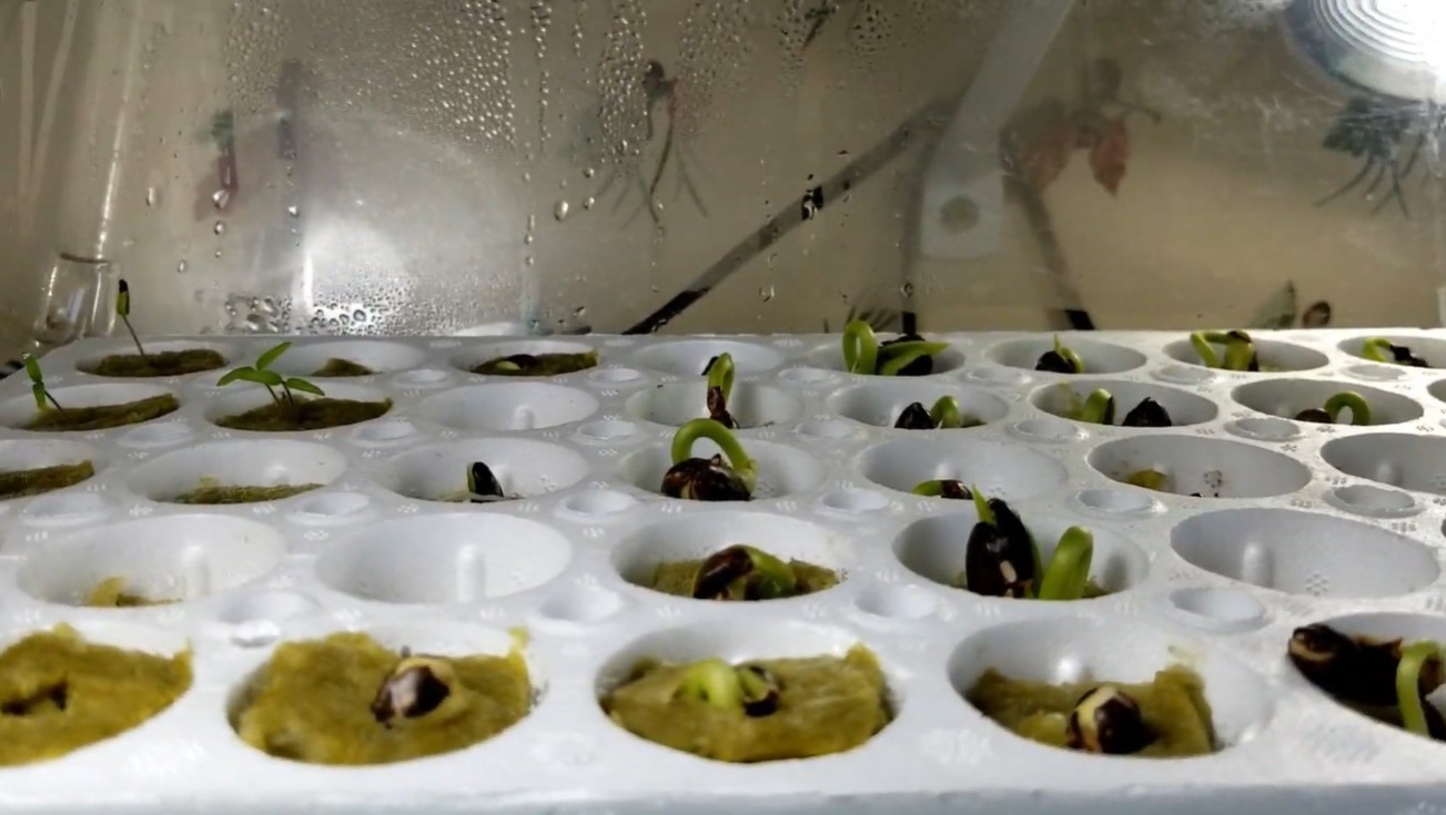 hydroponic beans seeding