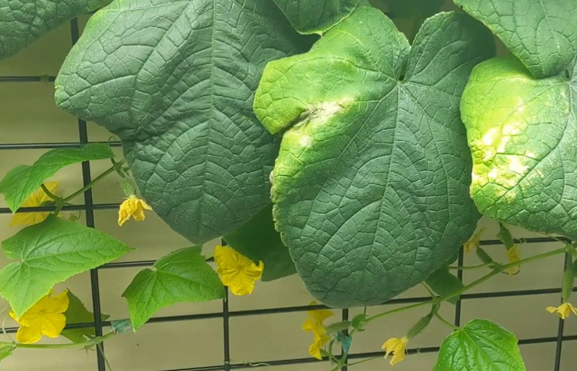 hydroponic cucumber indoor system