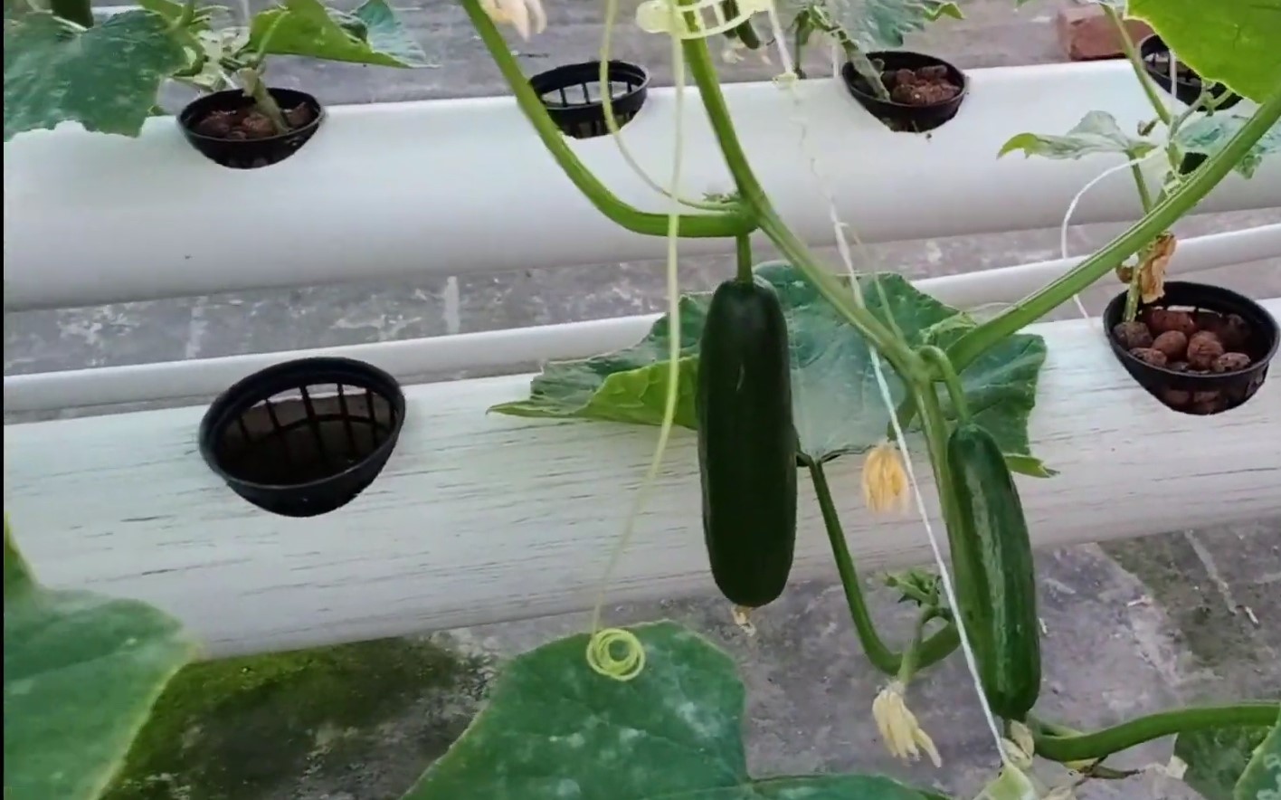 hydroponic cucumber