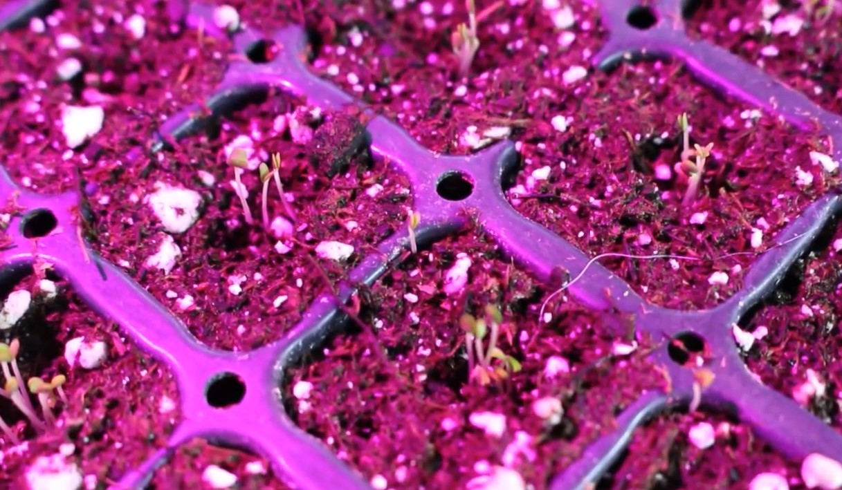 hydroponic lavender seed